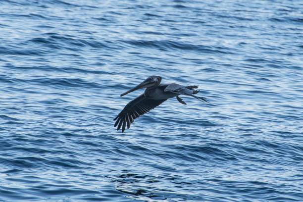 istock Low flying brown pelican over the ocean. 1356351335