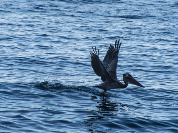 istock Low flying brown pelican over the ocean 1356351372