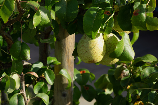 dwarf pear tree of the helene variety with ripe yellow fruits