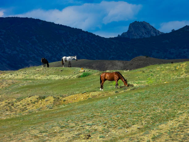 istock Horses graze in the mountains of Crimea 1356352811