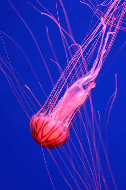 istock Bright pink jellyfish on a dark blue background. 1356352865