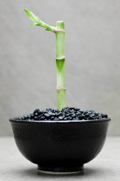 istock single lucky bamboo in black flower pot 135635451