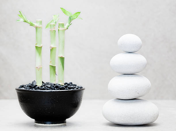 istock three lucky bamboos beside stacked pebble stones 135635502