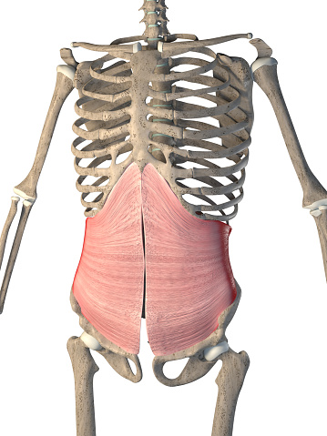 This 3d illustration shows the transverse abdominal  muscles on skeleton on a white background