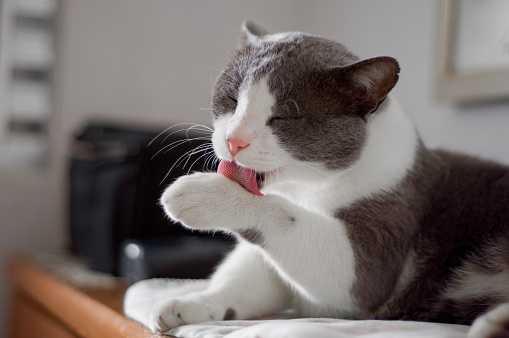 Portrait of a cat laying on a dresser, licking and cleaning itself.