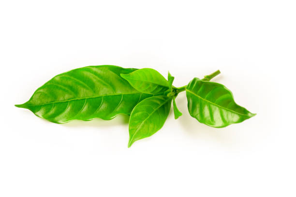 istock Green coffee leaves isolated on white background 1356361817