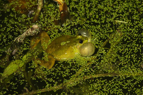 istock South brazilian frog 1356363452