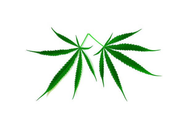 istock Green cannabis leaf isolated on white background 1356363573