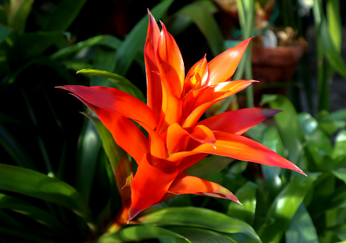 Beautiful flower of tropical plant