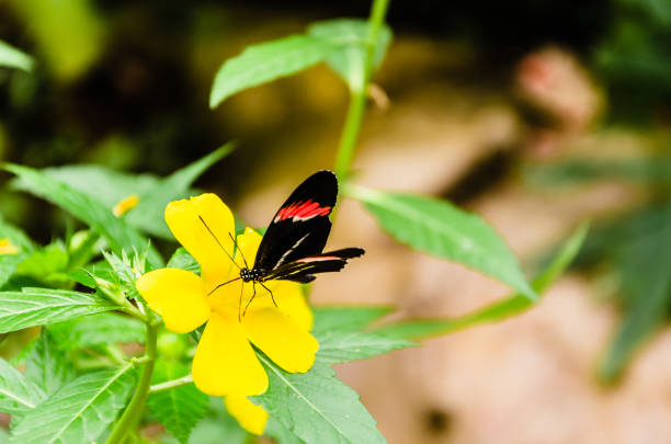 heliconius melpomene mariposa, lepidopteron - lepidopteron fotografías e imágenes de stock