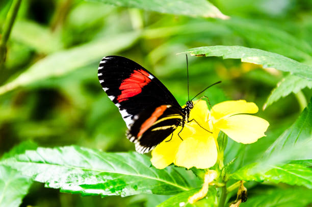 heliconius melpomene mariposa, lepidopteron - lepidopteron fotografías e imágenes de stock