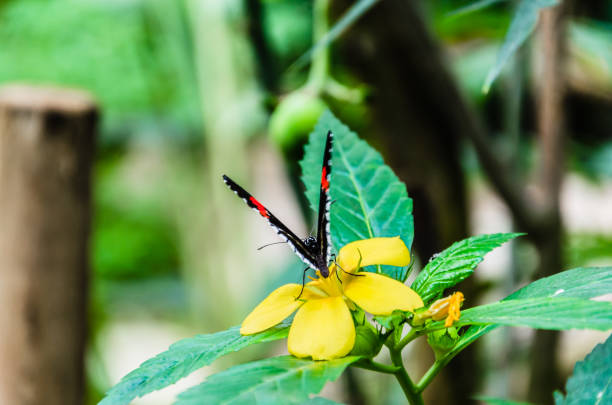 heliconius melpomene mariposa, lepidopteron - lepidopteron fotografías e imágenes de stock