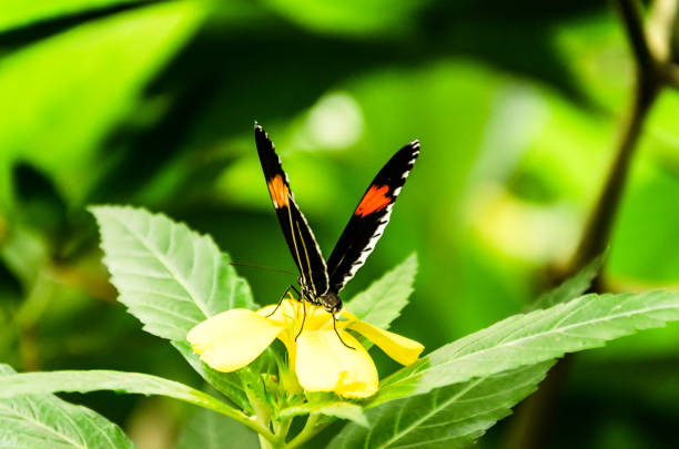 heliconius melpomene mariposa, lepidopteron - lepidopteron fotografías e imágenes de stock