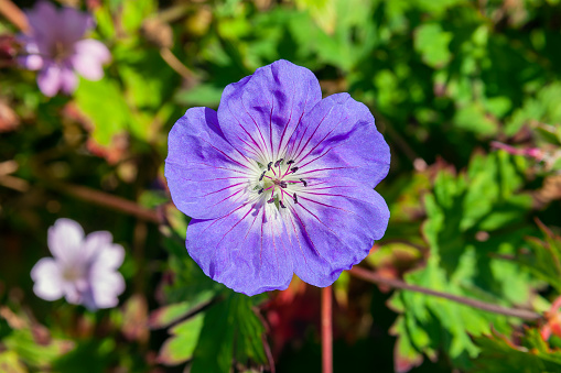 Geranium cinereum 'Ballerina' a summer flowering plant with a pink purple summertime flower commonly known as cranesbill, stock photo image