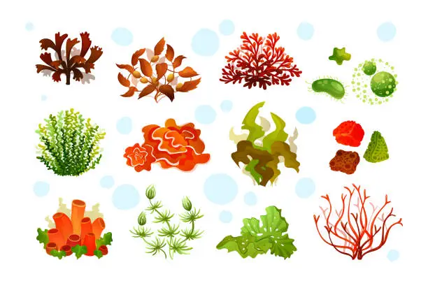 Vector illustration of Marine aquarium flora, coral reef underwater seaweeds, ocean plants phytoplankton, algae, laminaria,