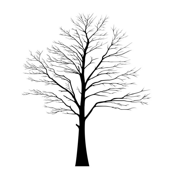 ilustraciones, imágenes clip art, dibujos animados e iconos de stock de silueta de árbol desnudo sin hojas estériles muertas - bare tree nature backgrounds tree trunk branch