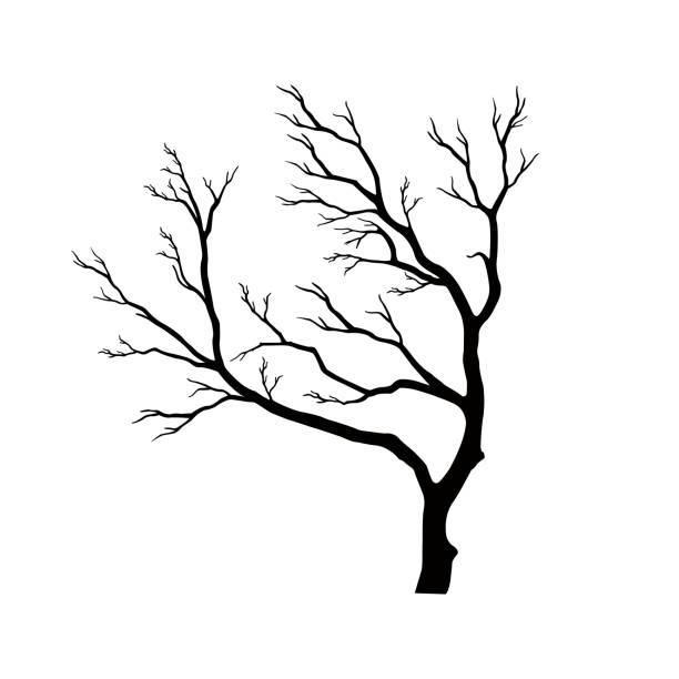 ilustraciones, imágenes clip art, dibujos animados e iconos de stock de silueta de árbol desnudo sin hojas estériles muertas - tree bare tree silhouette oak