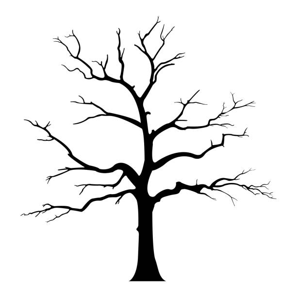 ilustraciones, imágenes clip art, dibujos animados e iconos de stock de silueta de árbol desnudo sin hojas estériles muertas - tree bare tree silhouette oak