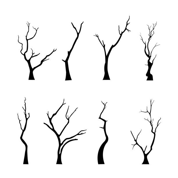 alte nackte tote baumsilhouette ohne gruselige blätter - bare tree nature backgrounds tree trunk branch stock-grafiken, -clipart, -cartoons und -symbole