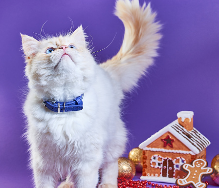 Cute white creamy playful cat in a Santa Claus hat, on violet purple background with gingerbread house and Christmas tree toys. Concept postcards for New Year and Christmas