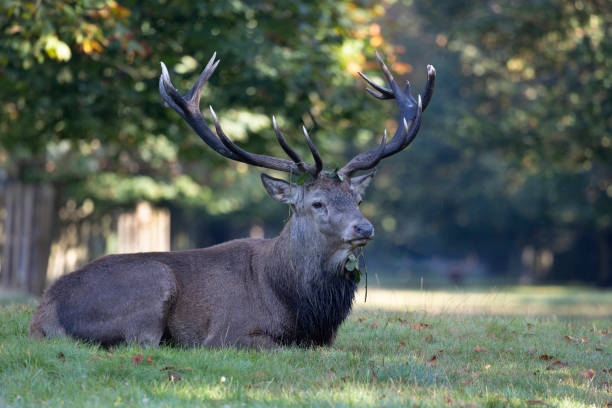istock Red Deer Stag sitting in woodland 1356368164