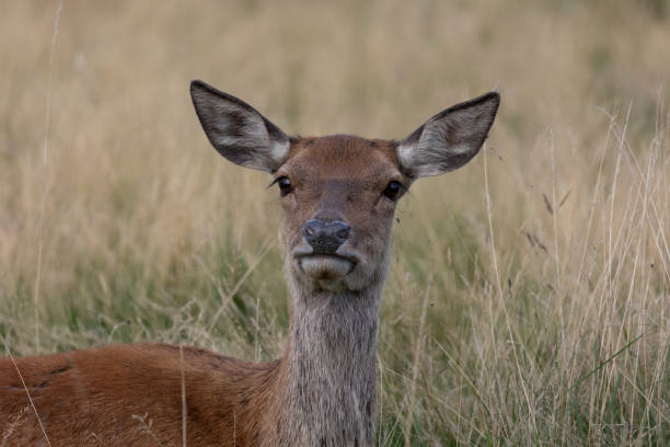 parece que tenho sua atenção. - bushy park - fotografias e filmes do acervo