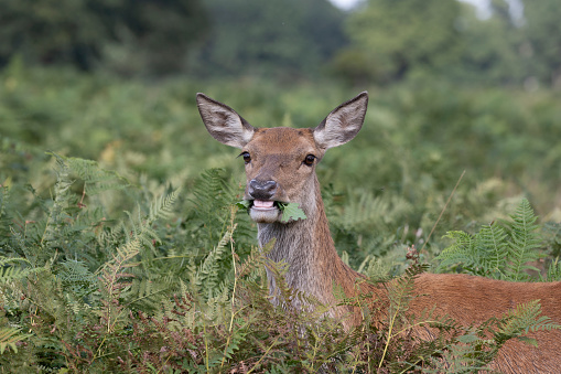 A red deer female standing in bracken whilst eating  foliage