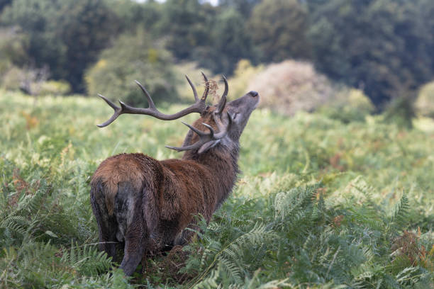 istock His Royal Majesty The Stag 1356368537