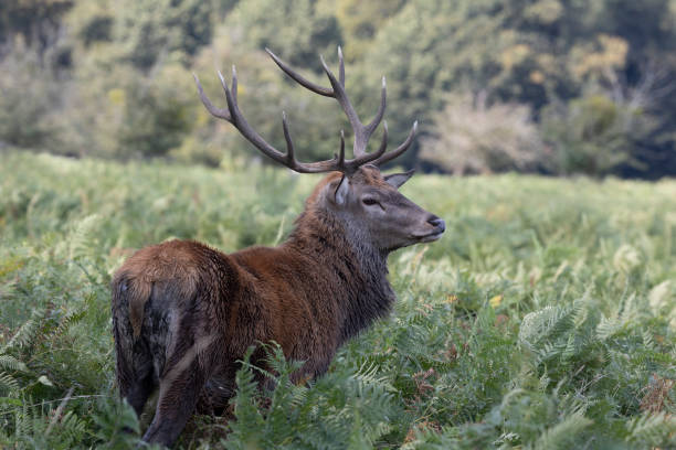 istock His Royal Majesty The Stag 1356368663