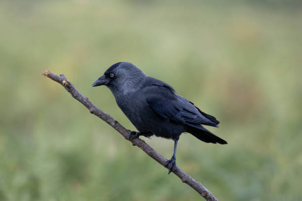 Closeup portrait of a Western Jackdaw bird Coloeus Monedula foraging in green grass on a sunny day