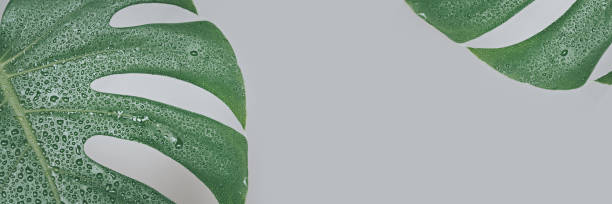 istock Banner tropical leaves monstera with drops on gray background. Copy space. 1356369080