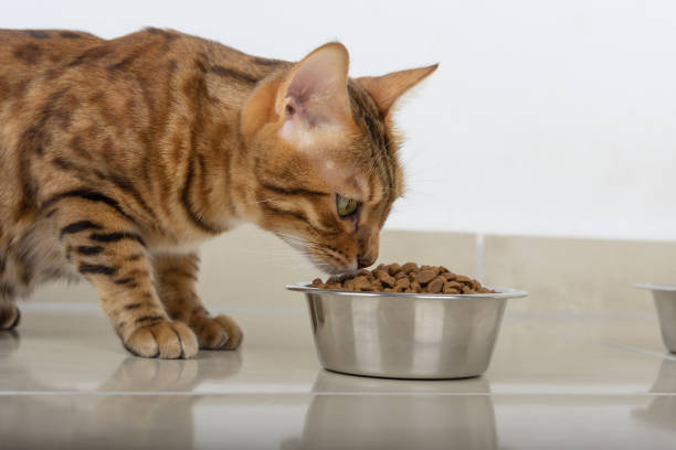 istock A beautiful ginger cat eats from a metal bowl. Lovely pet. 1356370741