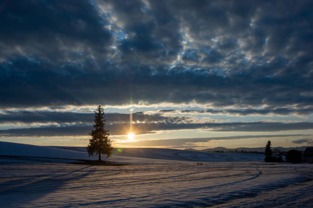 istock Pine trees standing in a snowy field at dusk in early spring 1356370865