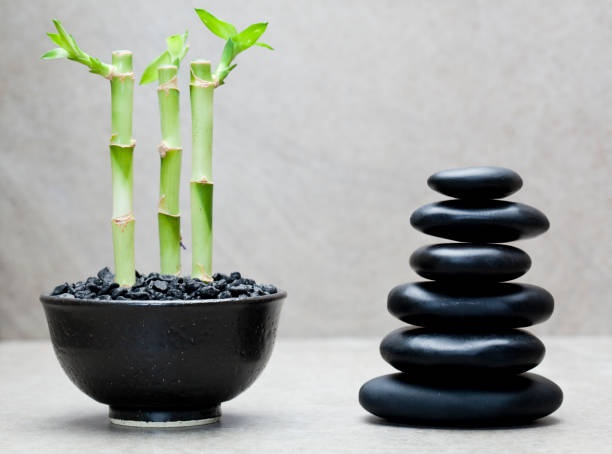istock three lucky bamboos beside stack of black massage stones 135637197