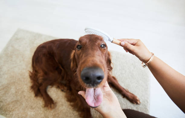 Woman Brushing Dog Top View Top down view at woman brushing cute long haired dog at home, copy space irish setter puppy stock pictures, royalty-free photos & images