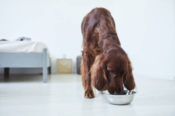 Irish Setter Eating Dog Food Full length portrait of Irish Setter dog eating dog food from metal bowl in home interior, copy space irish setter puppy stock pictures, royalty-free photos & images