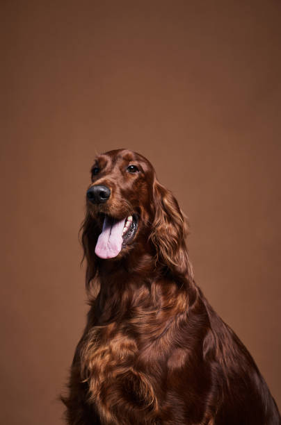 istock Portrait of Long Haired Dog in Studio 1356372029
