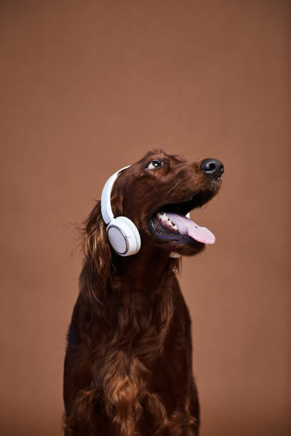 Dog Wearing Headphones Vertical portrait of happy dog wearing headphones against brown background in studio, copy space irish setter puppy stock pictures, royalty-free photos & images