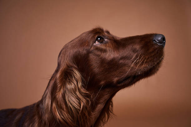 istock Beautiful Dog Portrait 1356372043