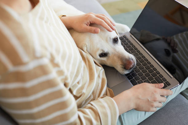 istock Dog Laying Head on Laptop 1356372107