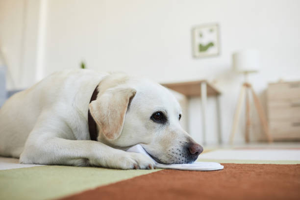 istock Cute Labrador Dog at Home 1356372200
