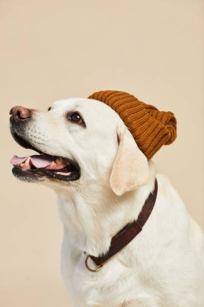 istock Dog Wearing Beanie Minimal 1356372202