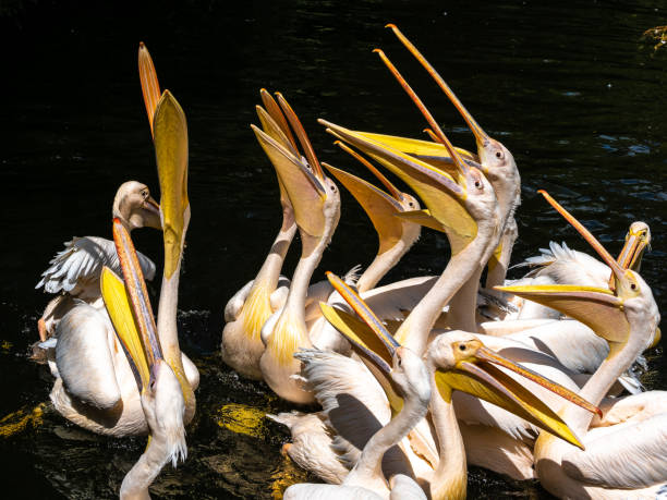 istock Great White Pelican, Pelecanus onocrotalus in a park 1356373802