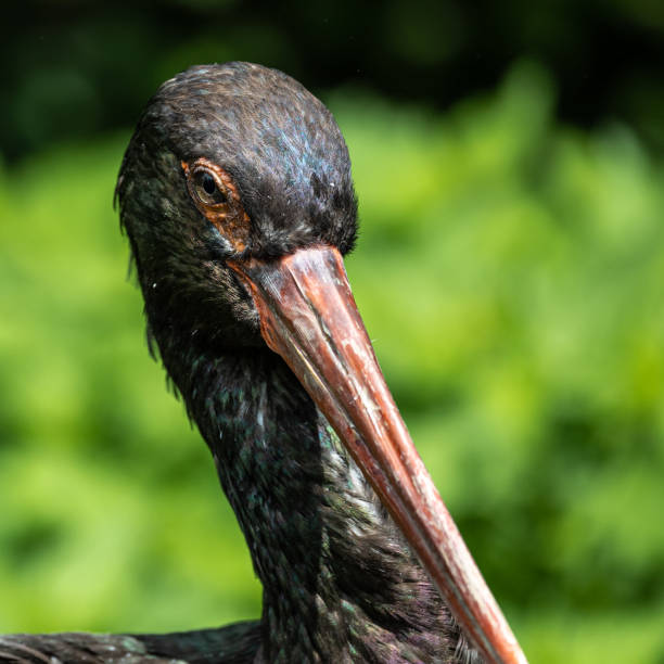 istock Black stork, Ciconia nigra in a german nature park 1356373871