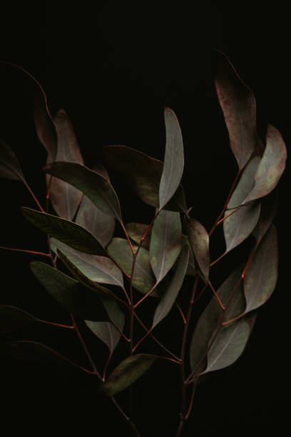 istock Dried eucalyptus leaves in dark background. 1356373875