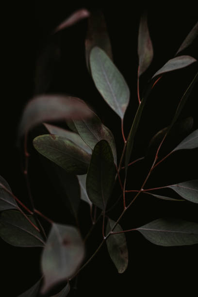 istock Close up of dried eucalyptus leaves on dark background 1356373968