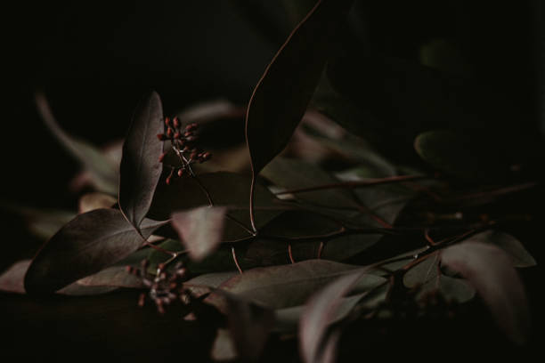 istock Close up of dried eucalyptus leaves on dark background 1356373985