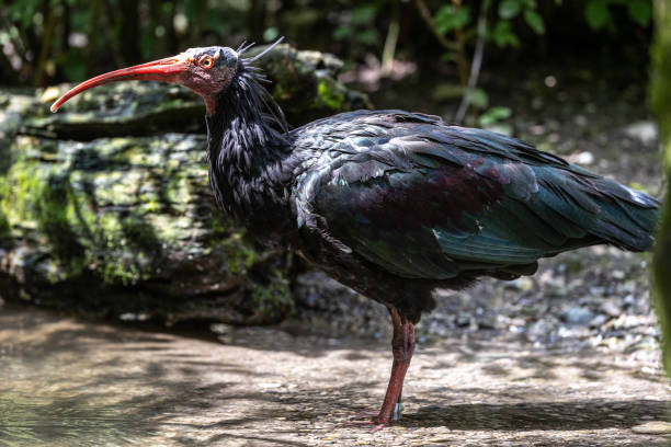istock Northern Bald ibis, Geronticus eremita in a German park 1356373996