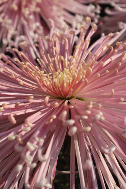 istock Crhysanthemum flower 1356374338
