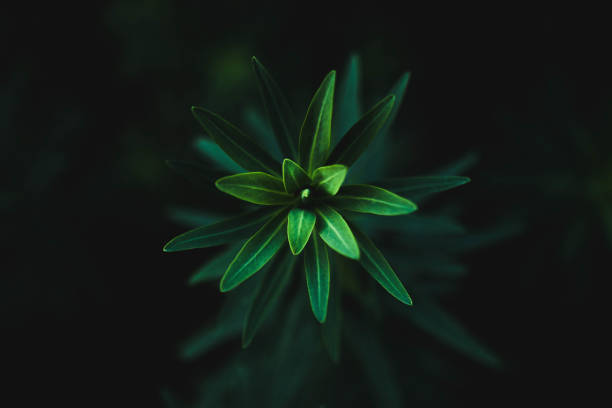 istock Top of a plant 1356374595